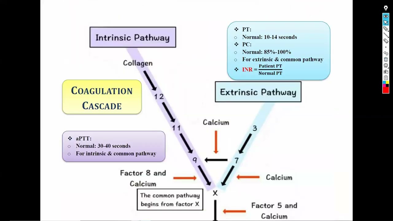 6-Hemostasis and bleeding disorders شرح باطنة دكتور سويلم