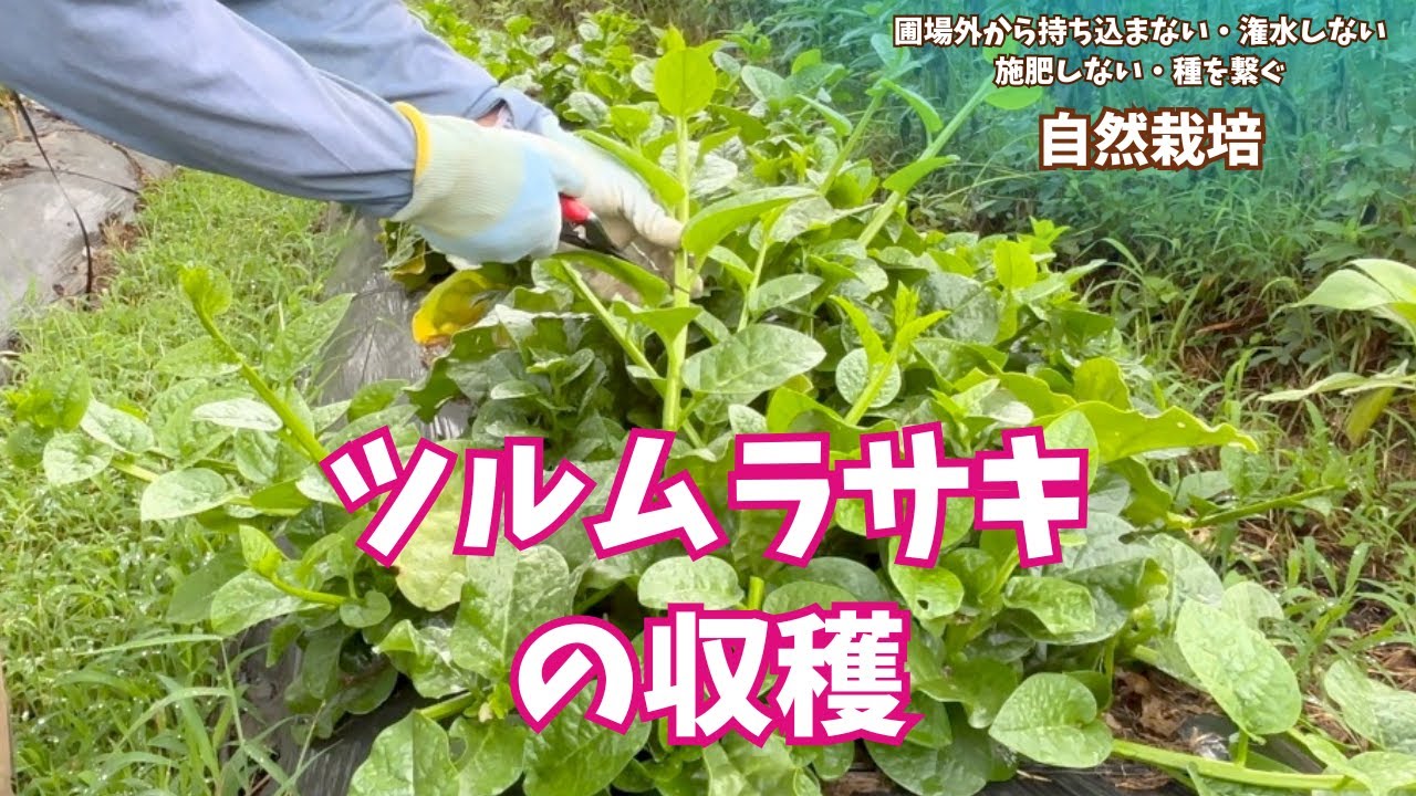Shipping adjustments and bagging at the farm - Harvesting #water