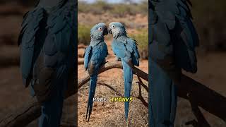 Spixs Macaw Back From Extinction?