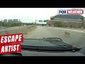 Watch: Milwaukee Sheriff's Office Chases Dog On Highway