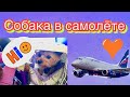 Перелёт с собакой//Собака в самолёте//Собака в аэропорту//Как это было//Подробный рассказ