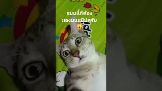 #ขำๆ #funny #kasettransform #cat #scm #thaifood #เกษตรทรานส์ฟอร์ม #food #comedy @khouanta2417