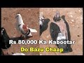 Do bazu Chaap kabootar Rs 80,000 ka kabootar Rare Breed...