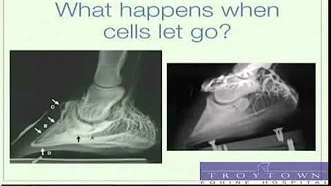 Laminitis in Horses: Seminar by Equine Vet - Part 2-4