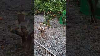 Kerja sambil cari ilmu & pengalaman#tkwtaiwansukses #tkijapan#kenshuseijapan #tkitaiwanvlog#blogger