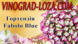 Великолиста гортензія Fabolo Blue