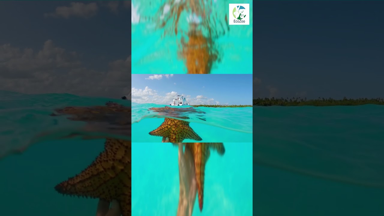 👀⭐BEAUTIFUL Starfish 