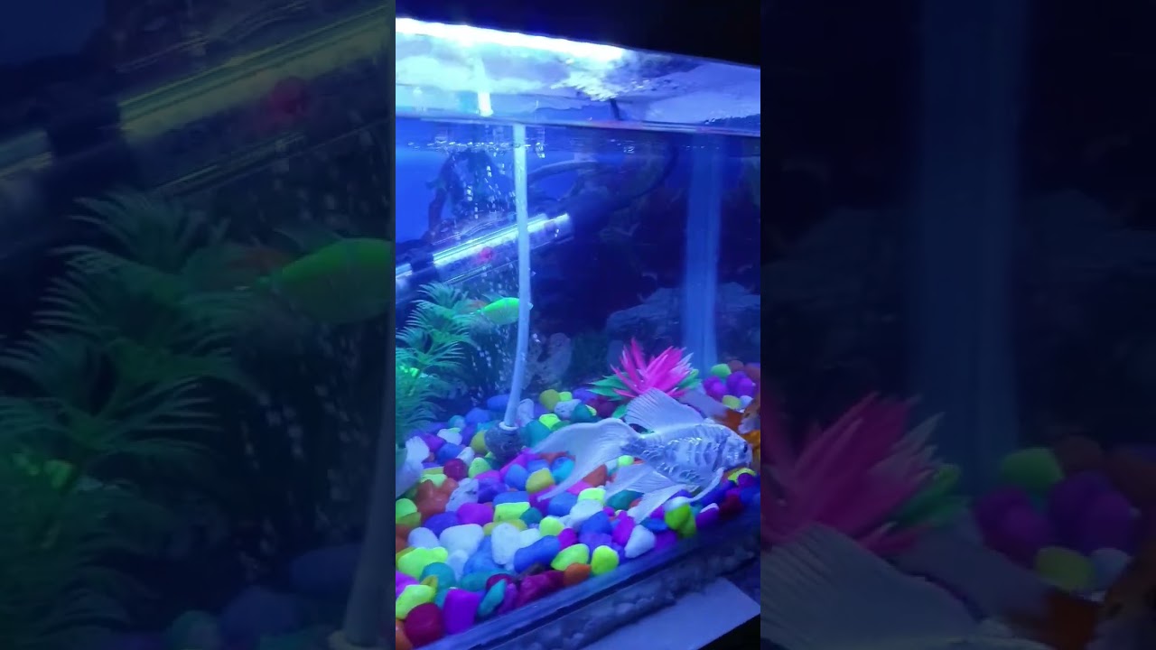 mini Paradise for fishes 