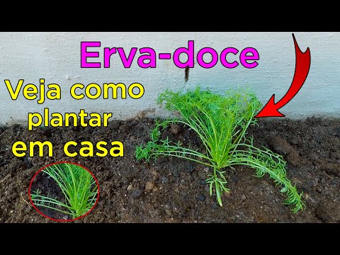 Erva-Doce Como Plantar e Cultivar em Casa