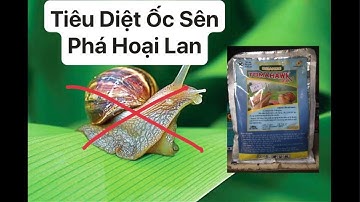 Tuyệt Chiêu Tiêu Diệt Ốc Sên Phá Hoại Phong Lan