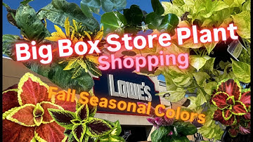 Big Box Store Plant Shopping at Lowe