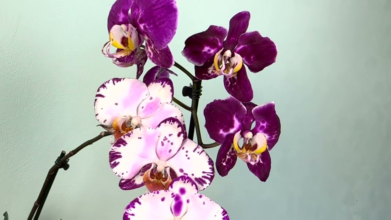 Орхидея Бернадетта: описание, характеристики, посадка, выращивание, отзывы