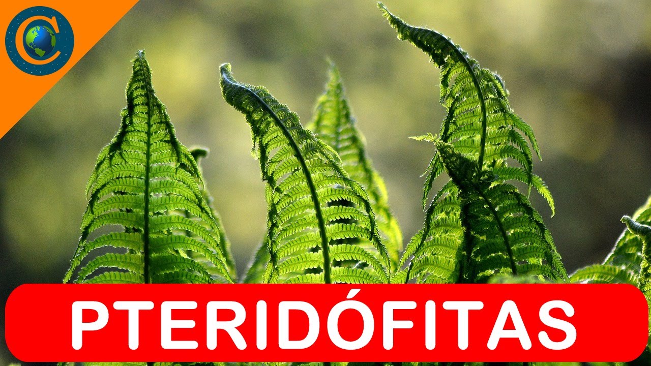 BOTÂNICA PLANTA PTERIDÓFITA YouTube BOTÂNICA PLANTA PTERIDÓFITA YouTube