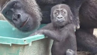 歩く練習を始めた赤ちゃんゴリラが心配で守る母ゲンキ⭐️Gorilla【京都市動物園】Genki always protects her baby who are practicing walking