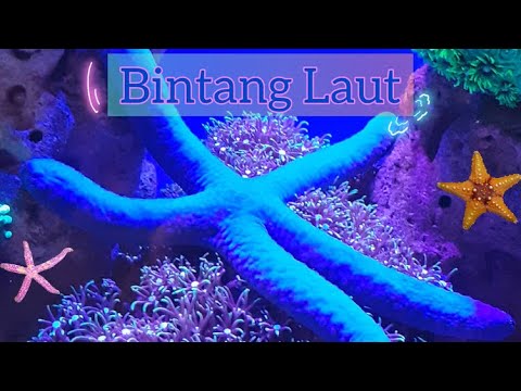 Video: Apakah bintang laut termasuk krustasea?