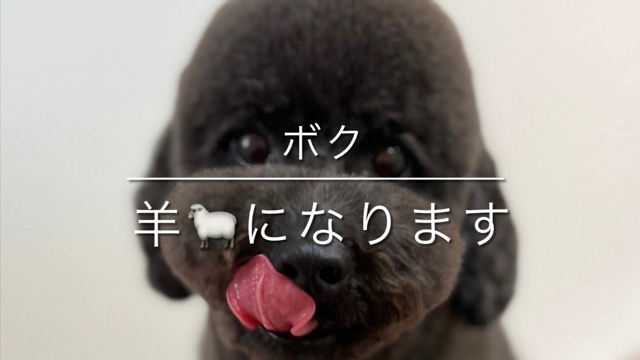 Grooming Toy Poodle Lamb Cut Youtube