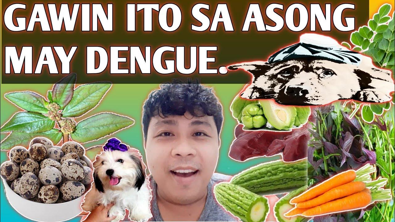 Pinakamabisang Gamotremedy Sa Dengue Ng Aso100 Epektibo All Natural