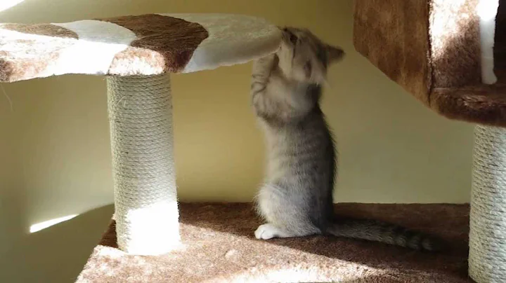 Video 737341: silver shaded british shorthair, british shorthair black silver, chatons british shorthair