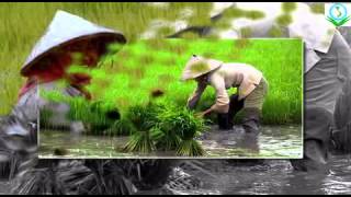 Rice production|Organic farming in Vietnam |Vina Volunteer Service