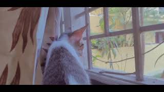 Kitten Enjoying the Scenery with toung out🥰 by CAT Lover 175 views 2 years ago 1 minute, 15 seconds