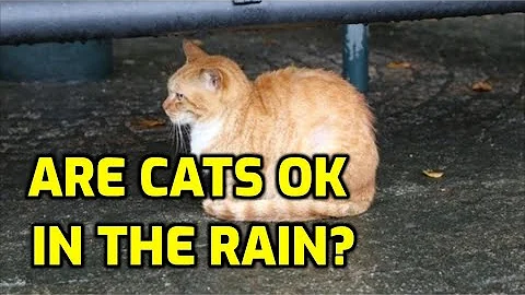 Where Do Cats Go When It Rains? (7 Places) - DayDayNews