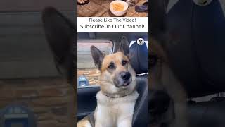 Funny Dogs Videos 2022 - Funny Animals TV #3753