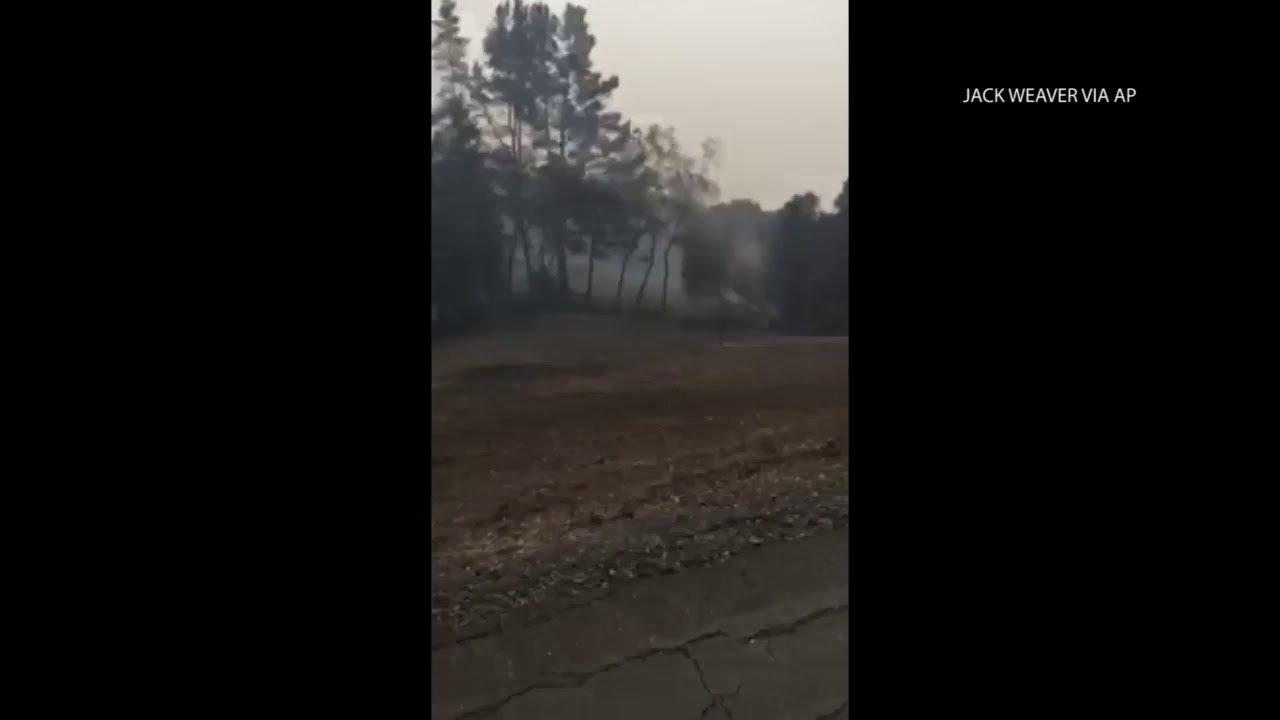 Family dog emerges alive and happy from wildfire aftermath - YouTube