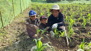 GARDENING, taking care of the corn garden with two children, everyday work