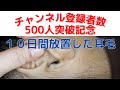 旦那の耳毛抜き12　10日間放置した耳毛　ear hair plucking　2021年10月21日