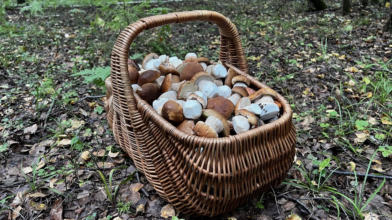 ДВА ГРИБНИКА КОСЯТ ПОЛЯНАМИ БЕЛЫЕ ГРИБЫ !