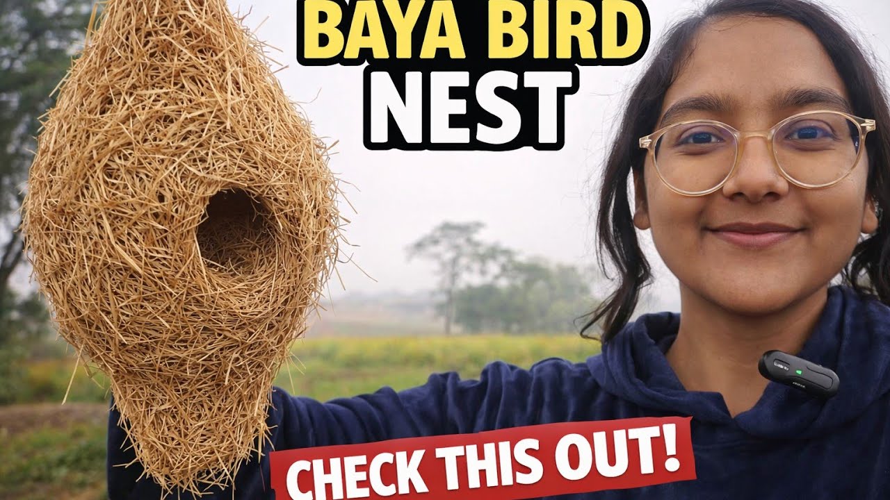 Khet me baya bird ka nest mila🤗