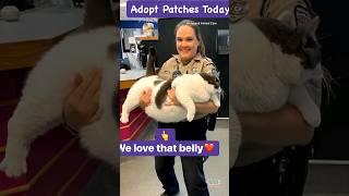 40Pound Cat Adopted From Virginia Shelter #shorts