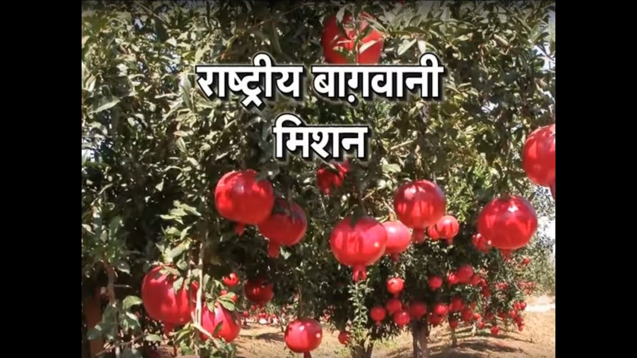 Chaupal Charcha - National Horticulture Mission - Jagdev Kalan village Amritsar Punjab farmers insurance