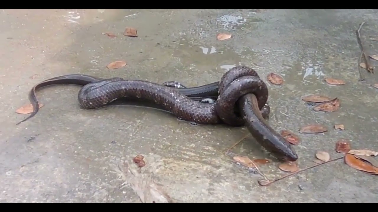 Electric eel Killed by Snake | EEL Caught By Snake | Electric eel vs Snake  | EEL vs Snake - YouTube