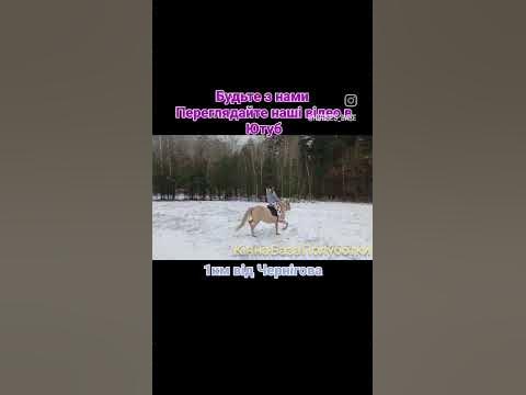 Зимовий ліс - YouTube