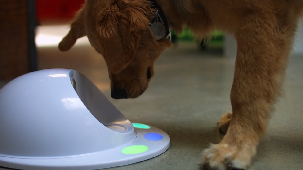 dog playing with cleverpet