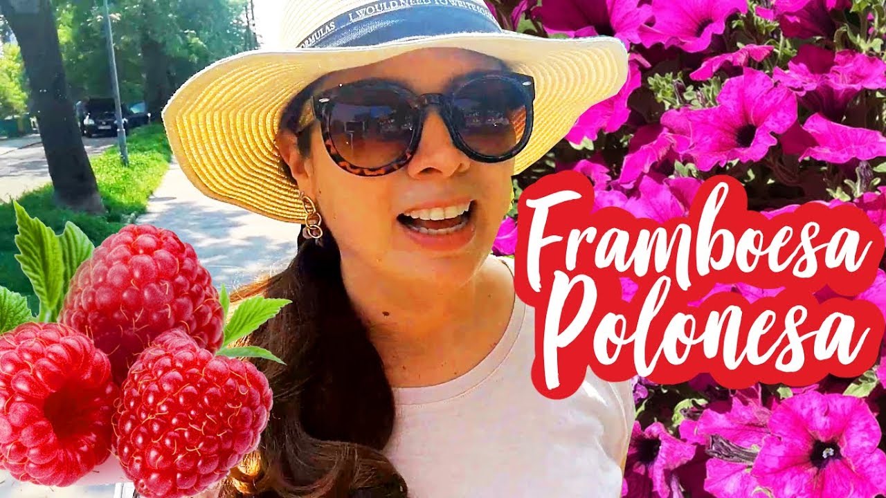 Plantando Framboesas na Polônia