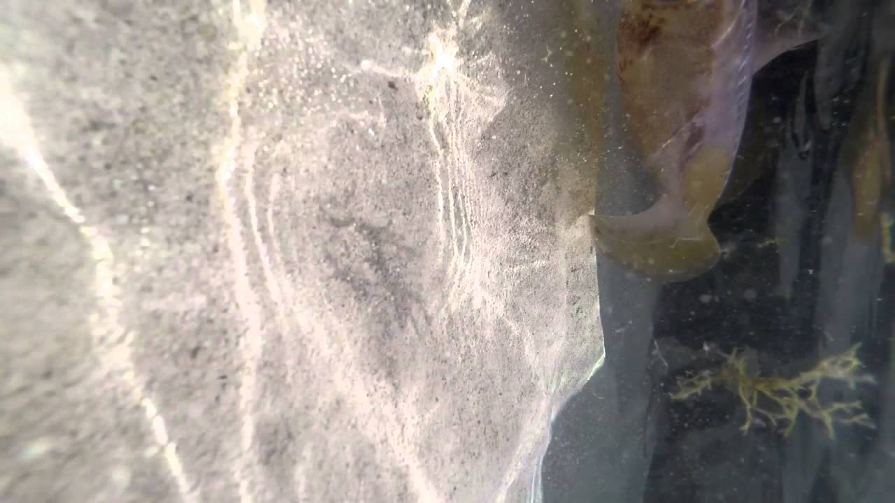 Кальмар Айя Напа 2015