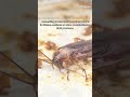 Top 5 Warning Signs That You Have Cockroaches in Your Home 🪳🪳 #pests #cockroaches #shorts