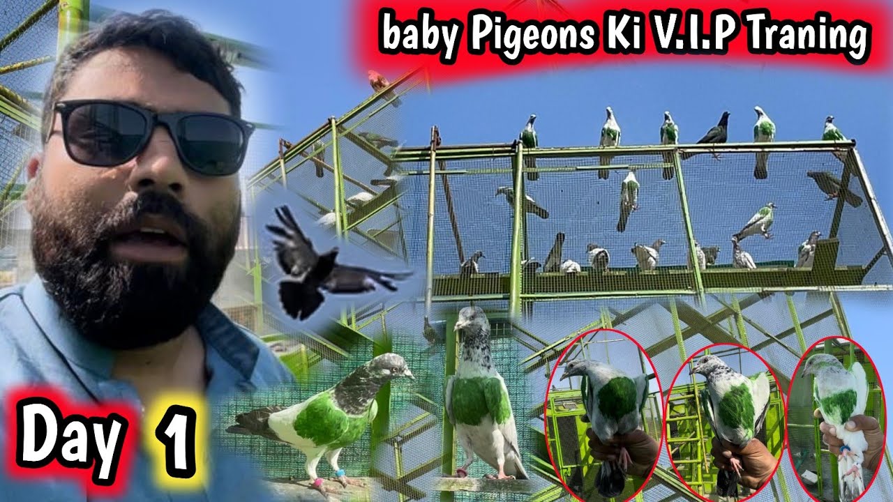 Day 1 - Baby Pigeons Training - 😅