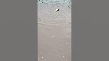 cá thác lác quá to#ThinhNhaTrangAđu 👉