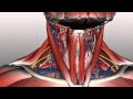 Neck Anatomy - Organisation of the Neck - Part 1