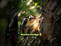 Woodpecker CARVES the Ultimate Nest (Satisfying Process!) 🪵#shorts #woodpecker #wildlife #birdnest