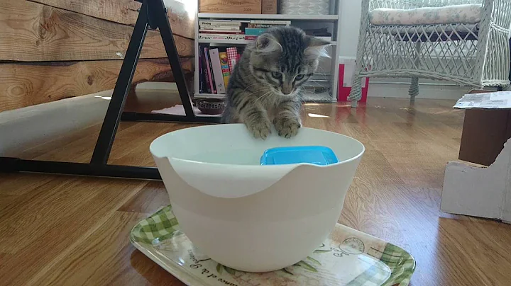 Watch the video about Cute siberian kitten playing with water