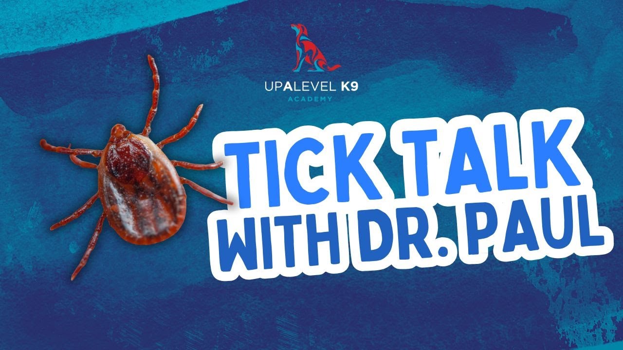 Tick Diseases in Dogs Explained by a Veterinarian