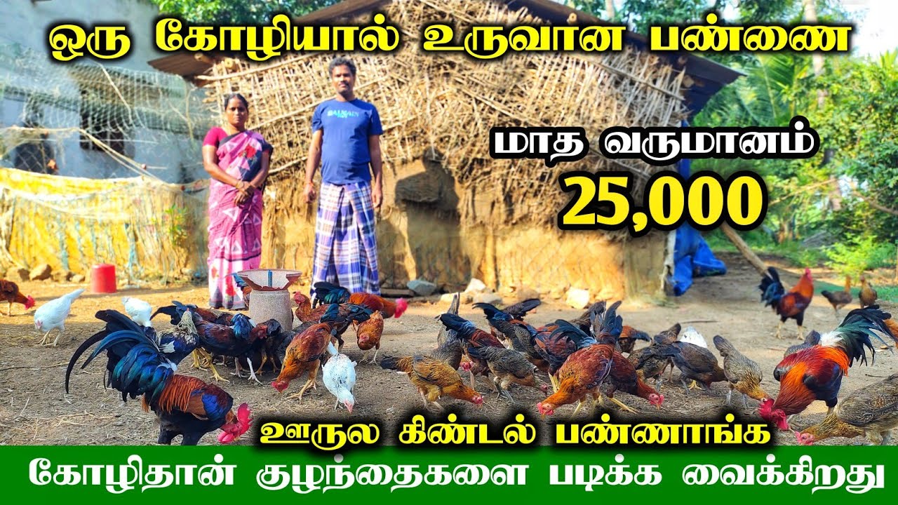 கறிக்கு வாங்கிய கோழியை வைத்து பண்ணைய உருவாக்கிய கணவன் மனைவி! சிறுவிடை வளர்ப்பு!