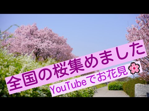 日本の桜 桜 花見 全国のサクラを集めました(´･ω･｀)　YouTubeでお花見してくださいね。世界を癒すHealing Flowers　Cherry Blossomsを楽しんでくださいね