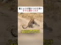 母ヒョウが駆けつけた時… すでに遅かった？ #自然のドラマ #野生動物 #サバイバル #アフリカの生態系 #動物の世界
