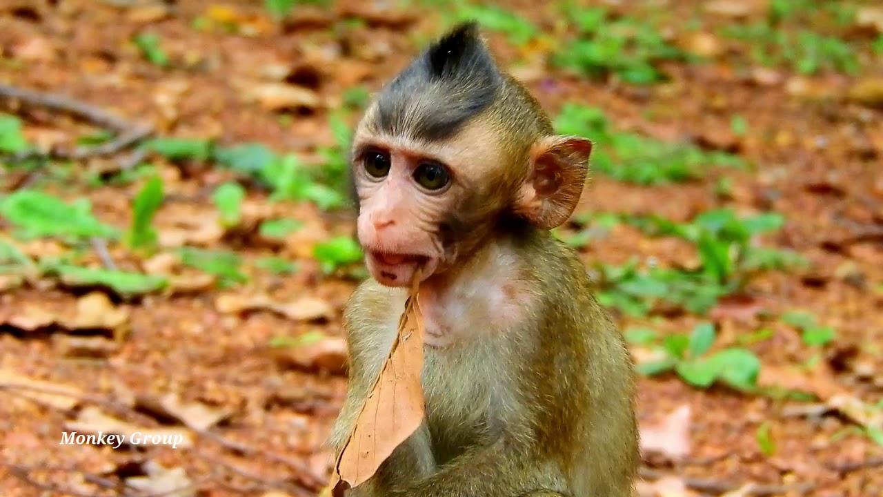Unhappy...Lola needs some milks &nurse from mom, Why Leyla leave out tiny baby Lola like this Unhappy...Lola needs some milks &nurse from mom, Why Leyla leave out tiny baby Lola like this