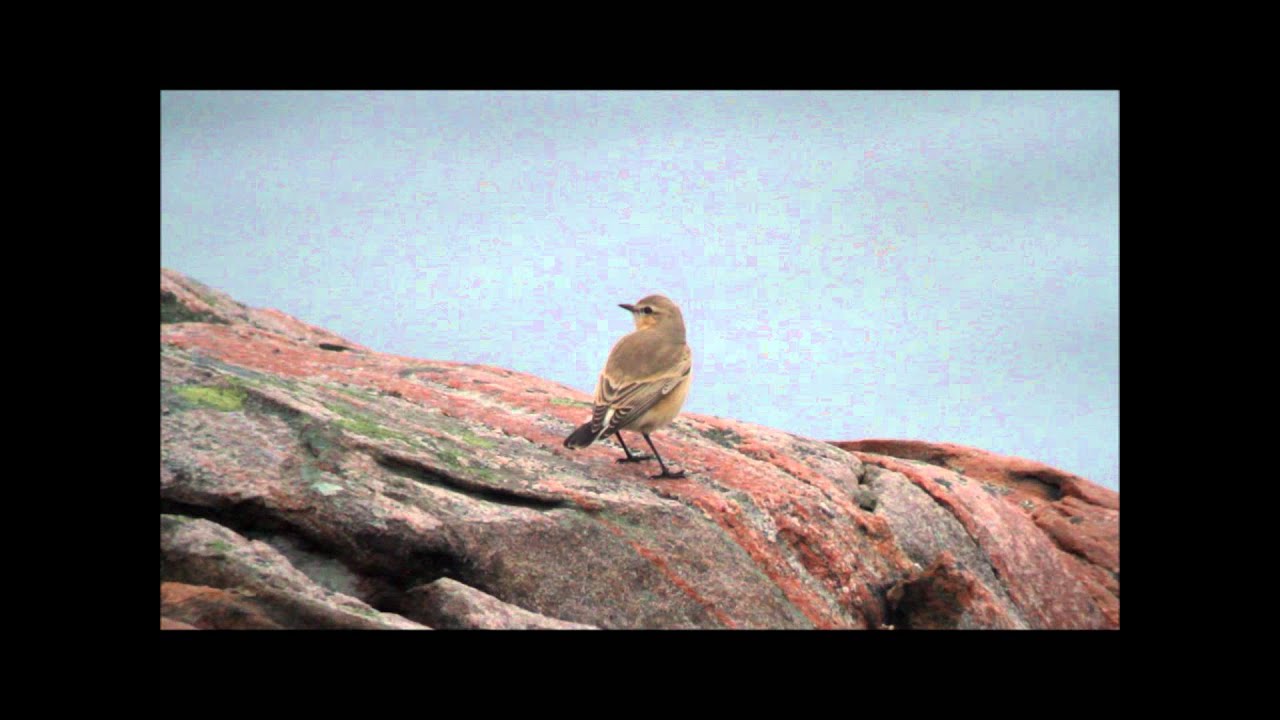Isabelline Wheatear @ Kullaberg, Sweden 